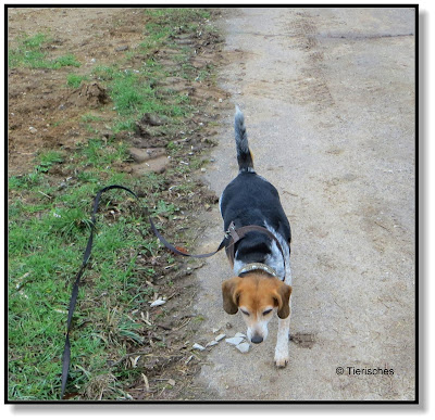 Beagle