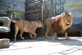 Фото Укринформ: лев и львица