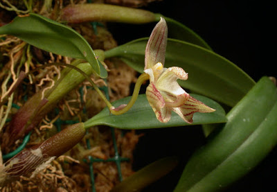 Bulbophyllum ambrosia care and culture