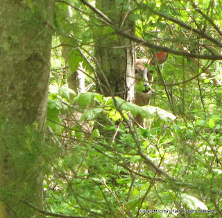 Whitetail Deer