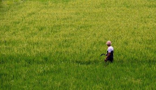 Cara Panen Padi Untuk Membuat Benih Padi Unggul Sendiri