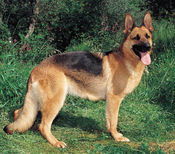 German Shepherd  on German Shepherd Dog
