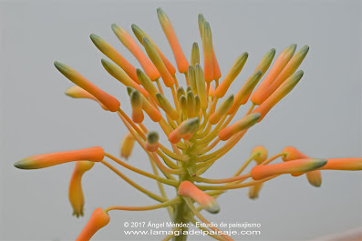 Aloe saponaria, plantas crasas, plantas de sombra, aloe, aloe vera