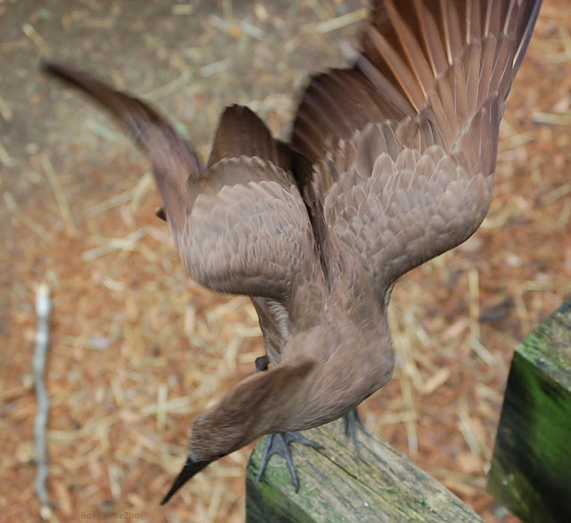 The hamerkop's wings are several shades of brown.