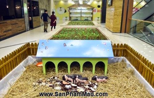 TQ: Mốt trồng rau, nuôi lợn giữa trung tâm mua sắm - 2