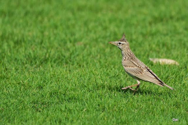 Crested Lark (Galerida cristata) at al mamzar park in Dubai