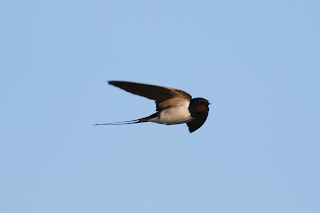 Barn Swallow