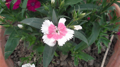 White Carnation Flower Macro