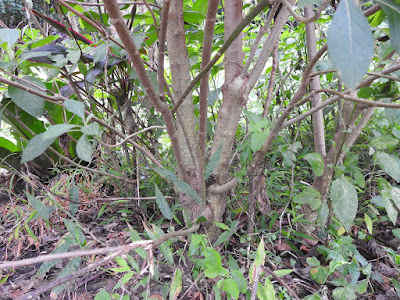 扁桃斑鳩菊的莖