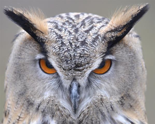 Tatapan Tajam  Mata  Burung Hantu Loper Artikel