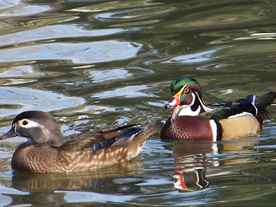 There are quiet a few Wood Ducks in the park. They eat acorns and other food 