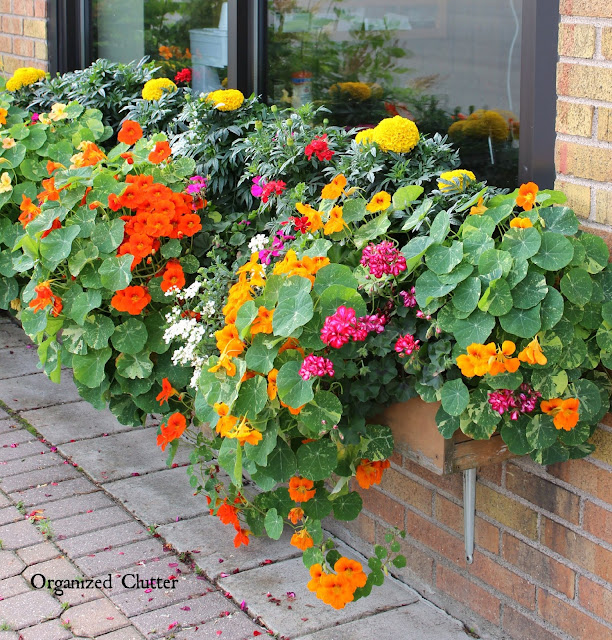 The Prettiest Window Box in Town 2015