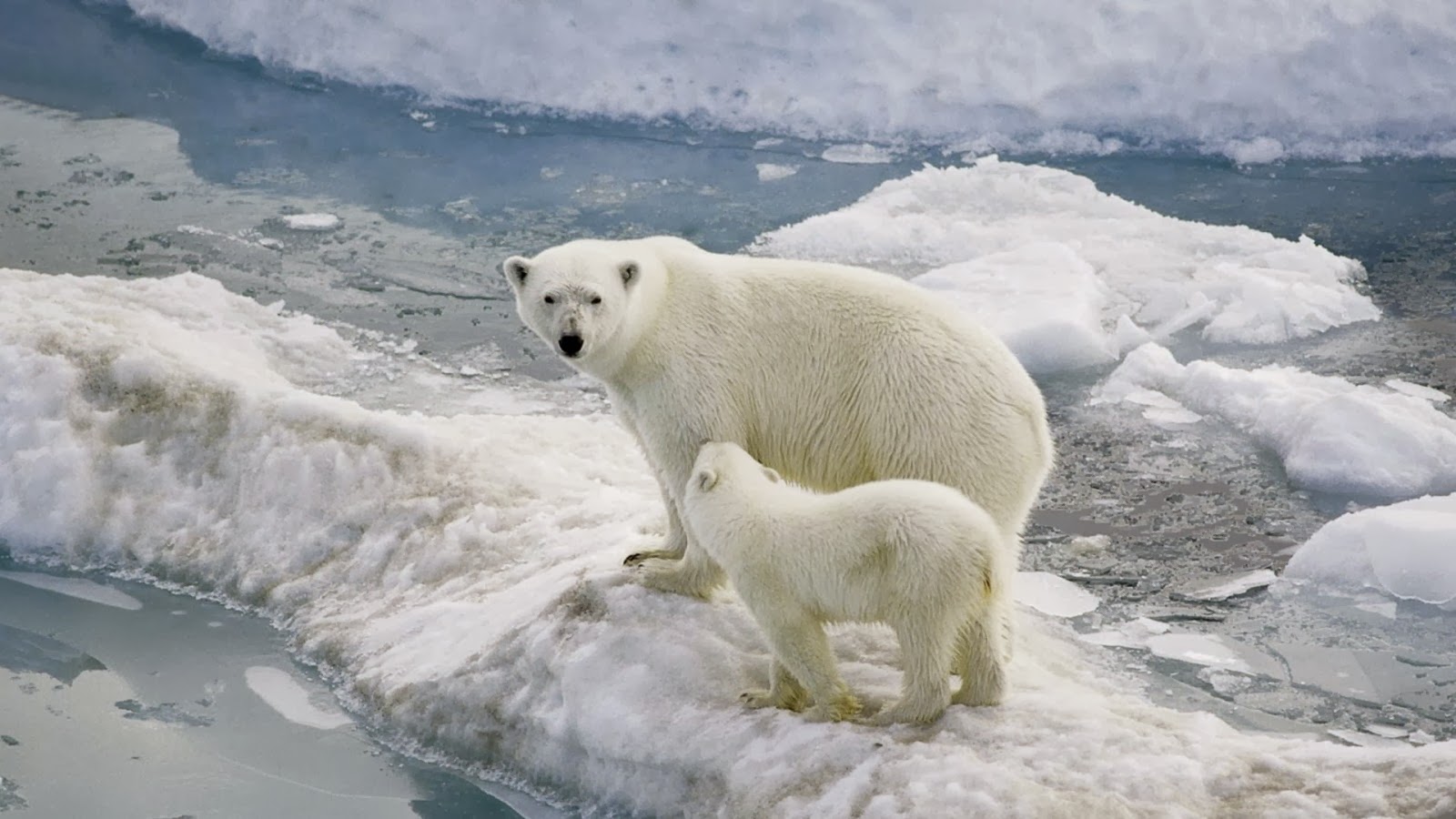 Polar Bear HD Wallpapers