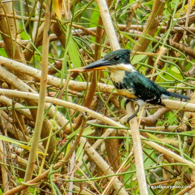 Martim-pescador, ave do Pantanal