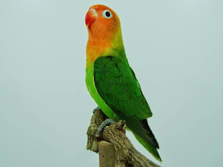 Foto Lovebird Gambar Burung Kicau Indonesia Tips Perawatan 