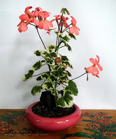 Pelargonium zonale, x Hortorum, Frank Headley in bloom potted in coral-pink ceramic pot