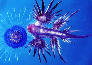 blue glaucus