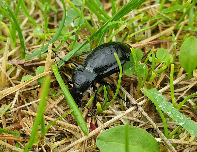 Beetle in the grass