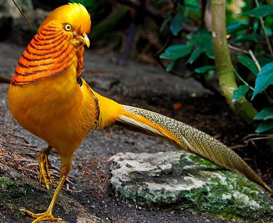 O Faisão-dourado é uma ave originária da China, Birmânia e algumas outras partes da Ásia.