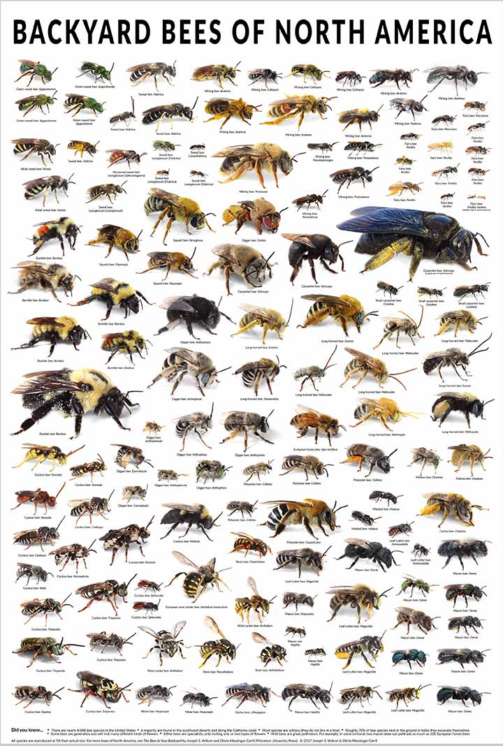 Bees In Your Backyard Backyard Bees Poster