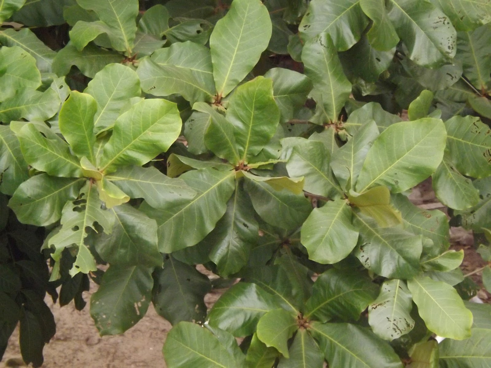 Kath-badam, Bengal almond, Terminalia catappa