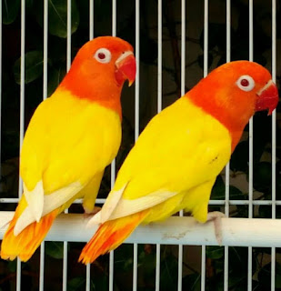 Cara Agar Lovebird Ngekek Panjang