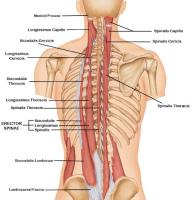 Anatomi otot longissimus cervicis adalah uraian dari anatomi origo, insersi, aksi atau fungsi, saraf, dan arteri dari otot longissimus cervicis. Maka dari itu artikel ini akan membahas mengenai anatomi dari otot longissimus cervicis.    Otot ini memiliki fungsi sebagai media penggerak pada iga, punggung atas, dan leher manusia, hal itu ditandai oleh adanya perlekatan origo dan insersi dari otot ini di dalam tubuh manusia.