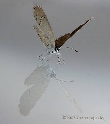 Eastern Tailed-Blue (Cupido comyntas)