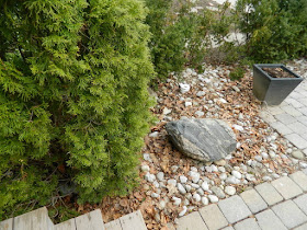 Mount Pleasant East Davisville Spring Front Garden Cleanup before by Paul Jung Gardening Services a Toronto Gardening Company