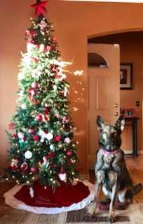 Onyx, recently retired guide dog sitting by the Christmas tree