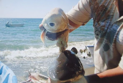 獨眼 鯊魚 畸形