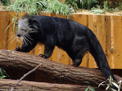 Binturong, bearcat