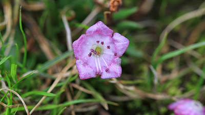 Kalmia microphylla (Westernn Bog Laurel; Alpine Laurel)