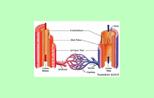 Arteri, Vena, Kapiler, Arteriol, Venule