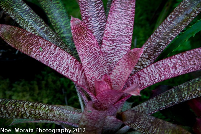 _MG_5036-2