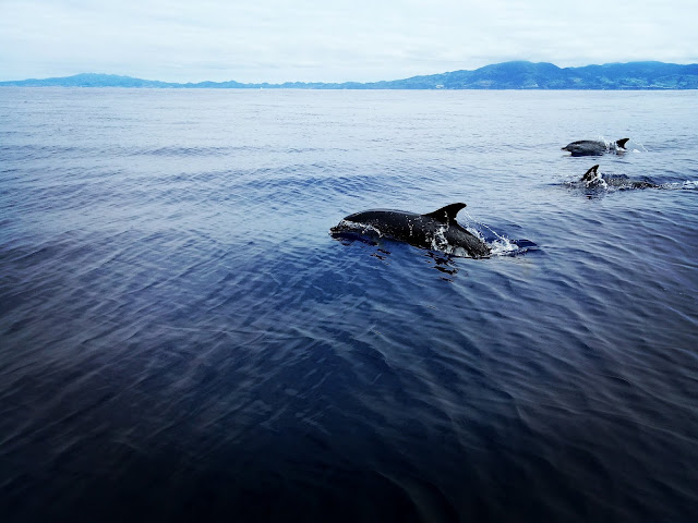 Dolphins on the whale watching tour with Terra Azul, Azores