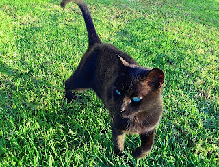 Panzer says, Sorry this is late.