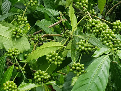 Lahan Perkebunan Luas 579Ha Jember