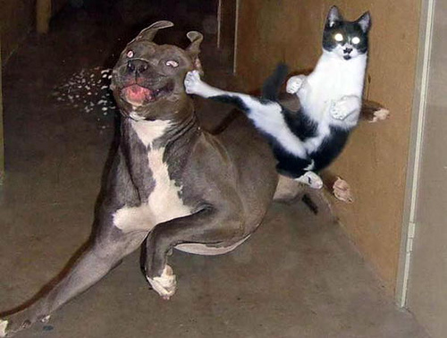 Funny Animal Fights New Nice Images