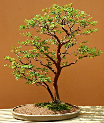 Bonsai Kupa Landak (Anggur Brazil)