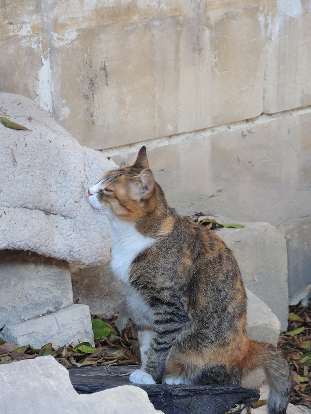 Malta: nog katten!