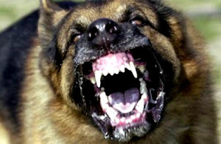 PENYAKIT RABIES DI PERLIS; KEDAH;PULAU PINANG anjing gila wabak