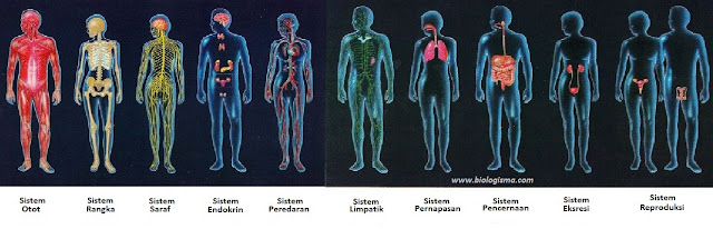 Organ dan Sistem Organ pada Hewan