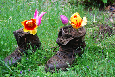 red and yellow tulips planted in old army boots