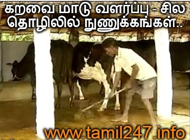 கறவை மாடு வளர்ப்பு - சில தொழில் நுணுக்கங்கள்.. 