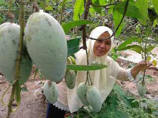 Pohon serta Buah mangga hasil stek