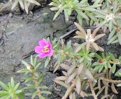 毛馬齒莧的花