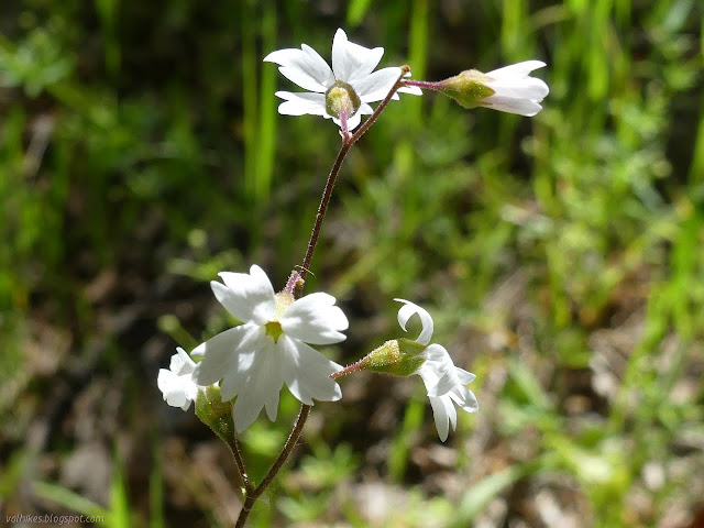 white flower with five petals, each looking like three mostly fuzed petals