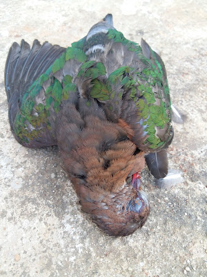 Si burung BIRU - Sayap ku Membunuh ku