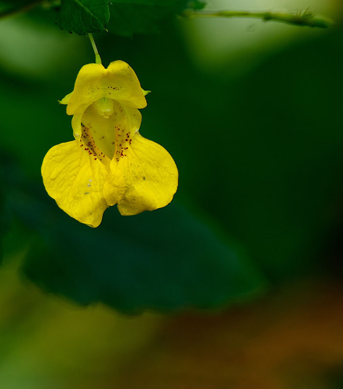 A beautiful yellow flower with tiny red spots, Jewelweed, loves moist soils found at the water's edge.